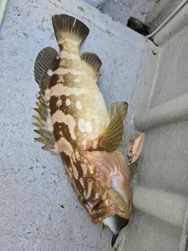クエ