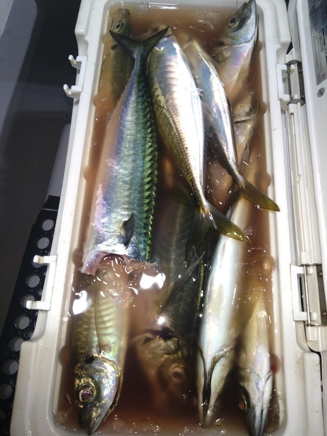 マアジ