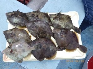 カワハギ
