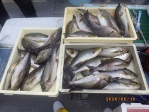 イサキ