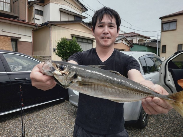 アジ(マアジ)