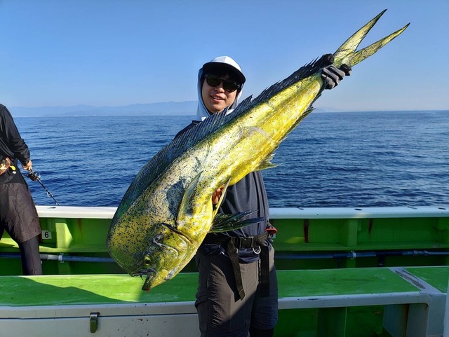 シイラ