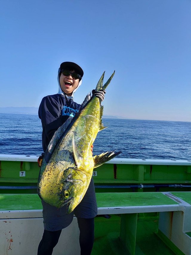 シイラ