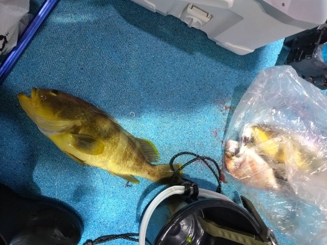 レンコダイ(キダイ)・アオハタ