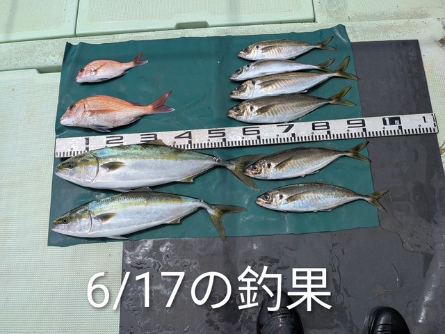 マダイ・マアジ・ハマチ(ブリ)