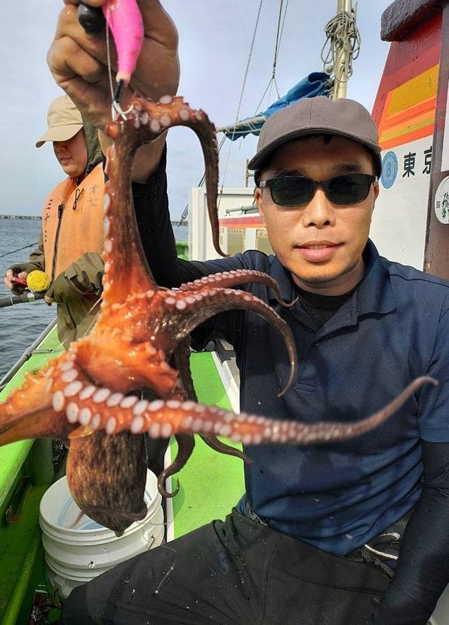 マダコ