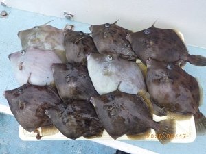 カワハギ