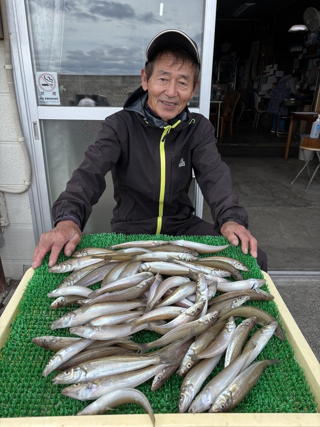 シロギス