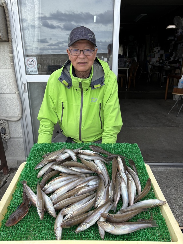シロギス