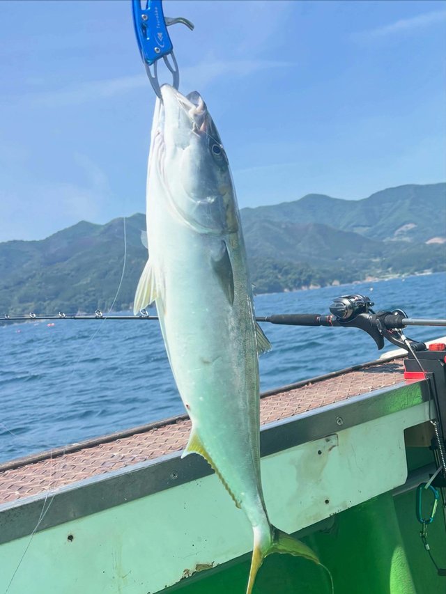 ヒラマサ