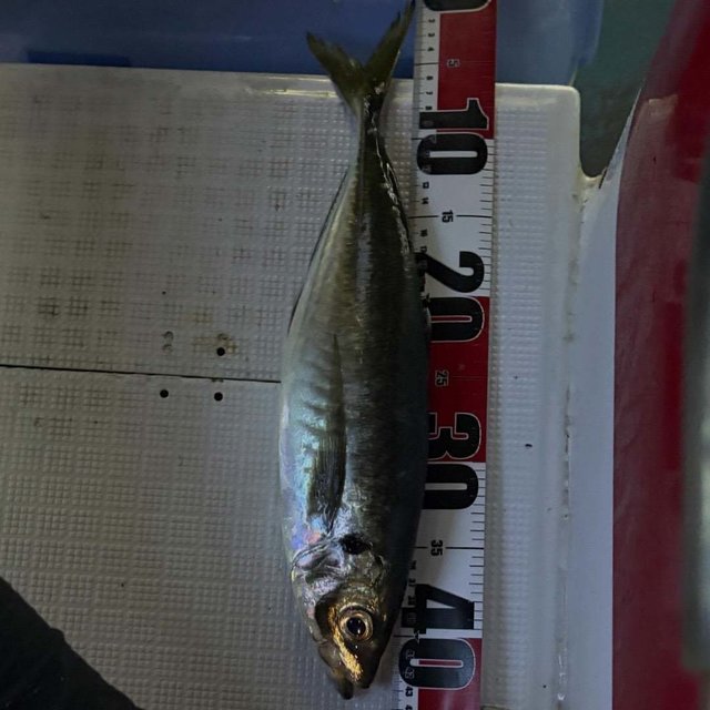 アジ(マアジ)