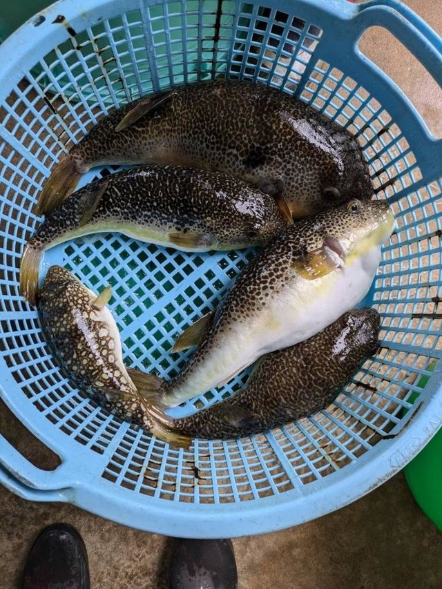 ショウサイフグ