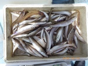 シロギス