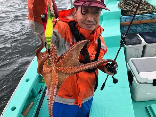 タコ(マダコ)