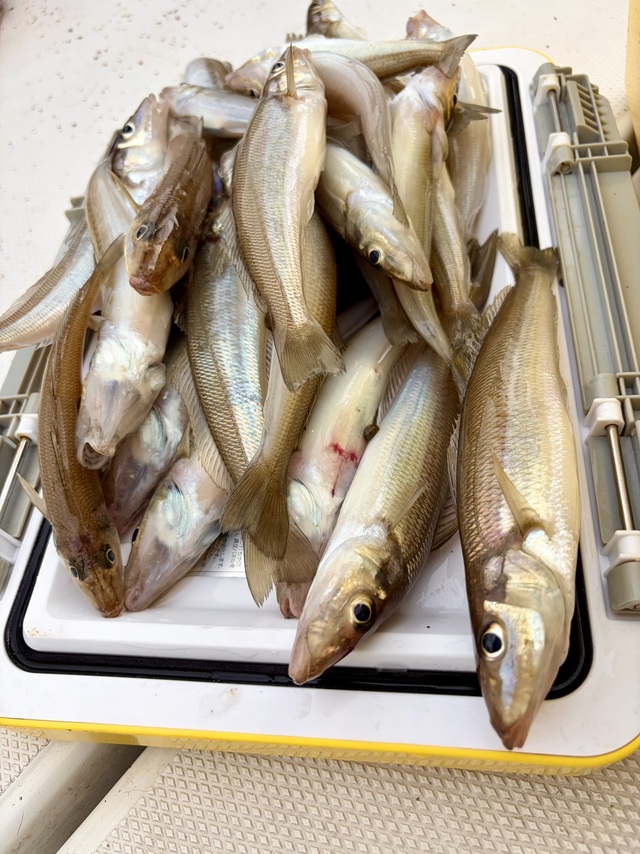 シロギス
