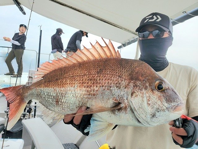マダイ