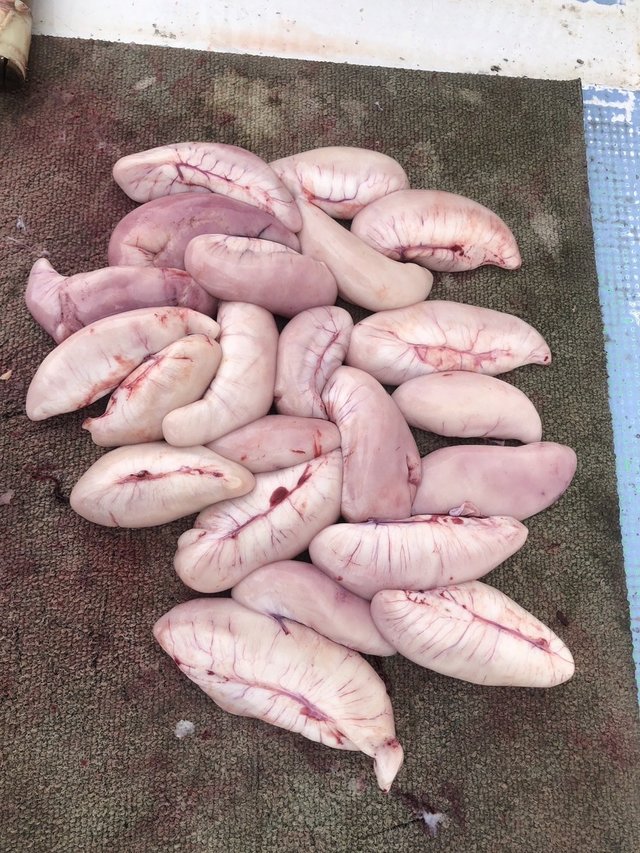 ショウサイフグ