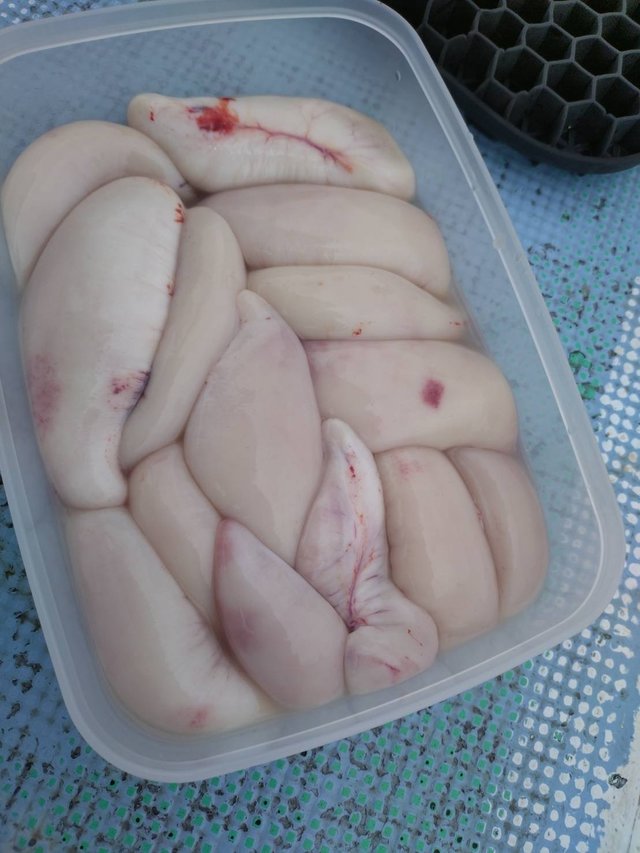 ショウサイフグ