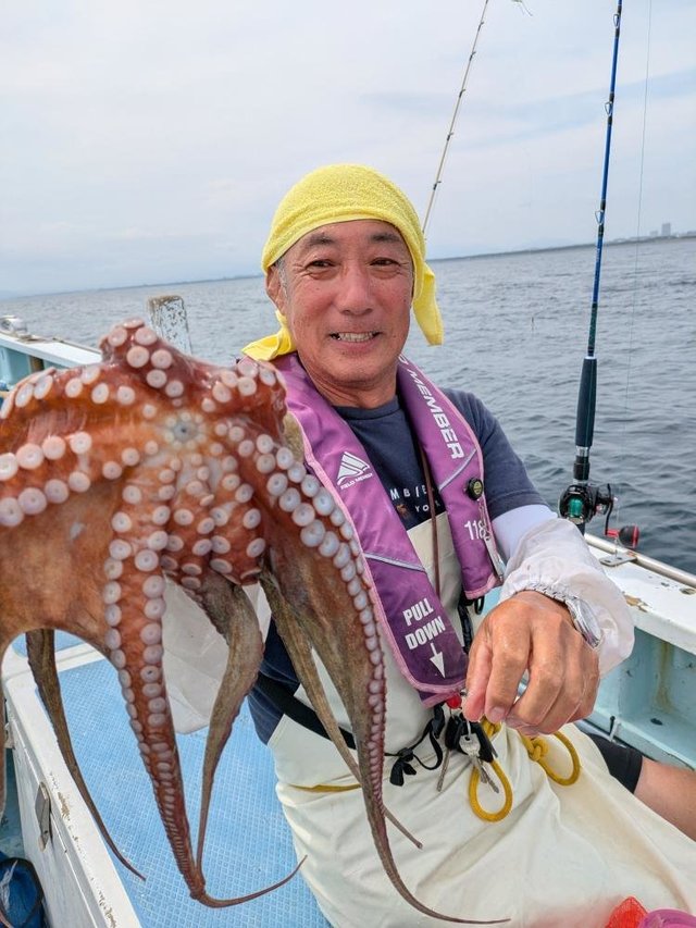 マダコ