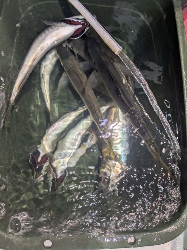 アジ(マアジ)