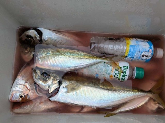 マアジ