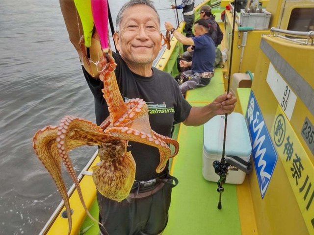 マダコ