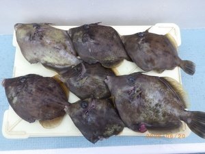 カワハギ