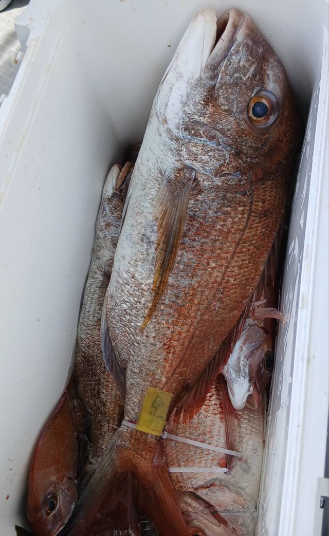 マダイ