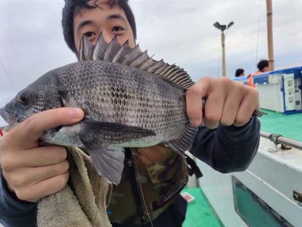 クロダイ
