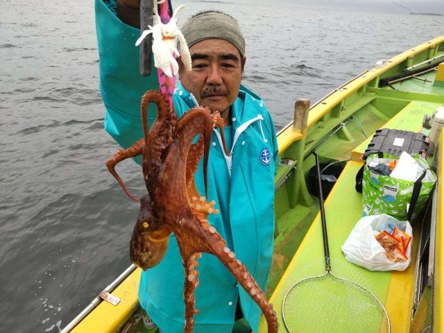 マダコ