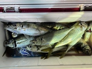 アジ(マアジ)
