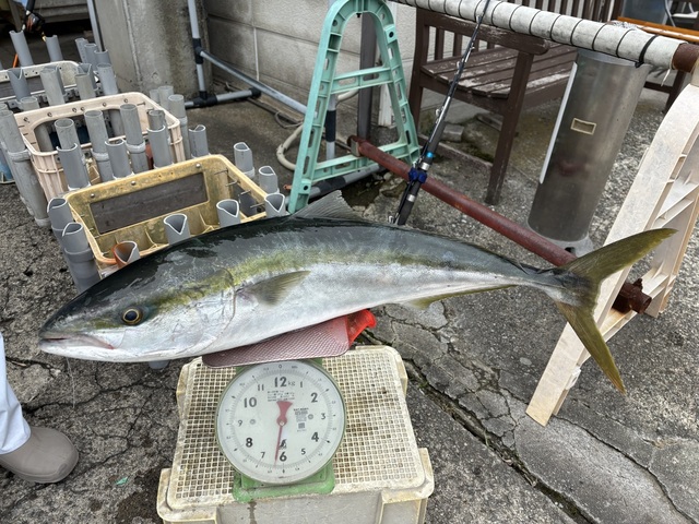 ワラサ(ブリ)