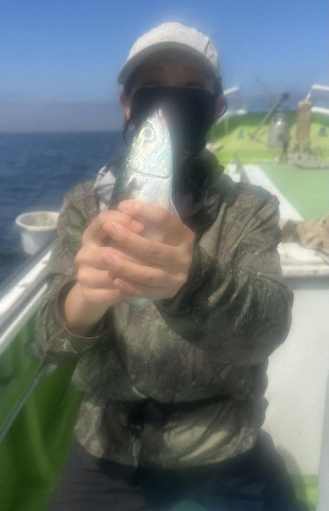 アジ(マアジ)