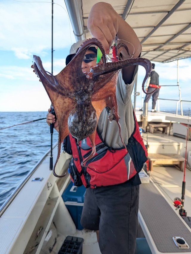 マダコ