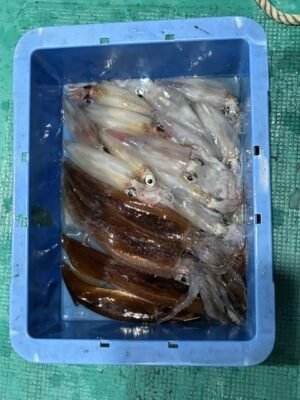 アカイカ(ケンサキイカ)・スルメ(スルメイカ)