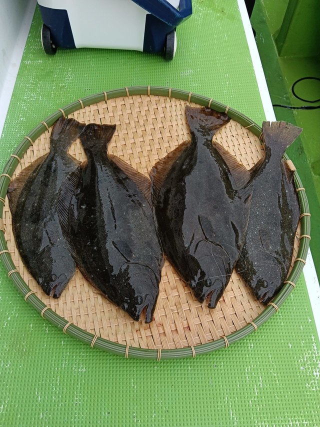 ヒラメ