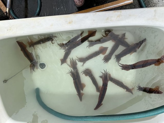 スルメイカ