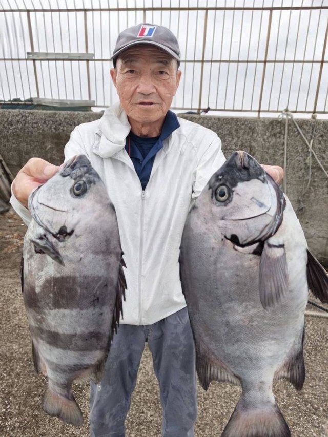イシダイ