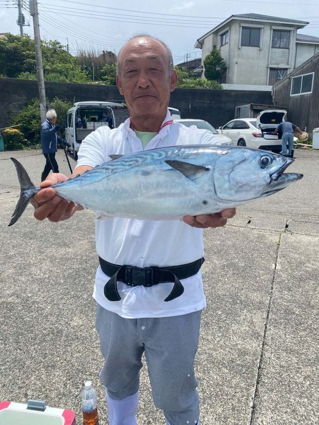 スマガツオ(スマ)