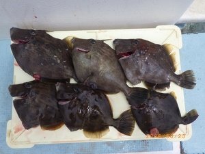 カワハギ