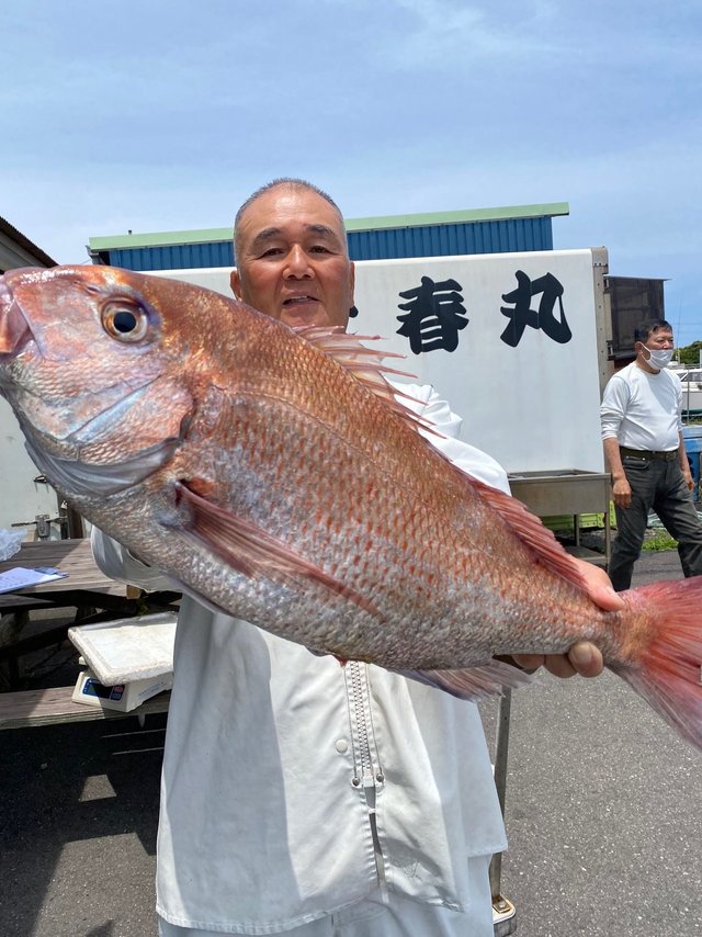 マダイ