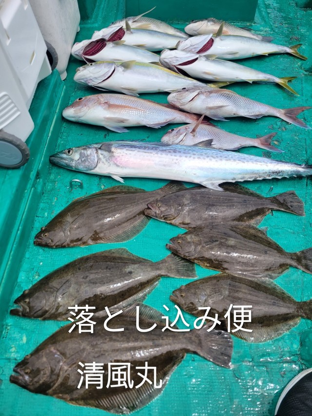 マダイ・サワラ・ヒラメ