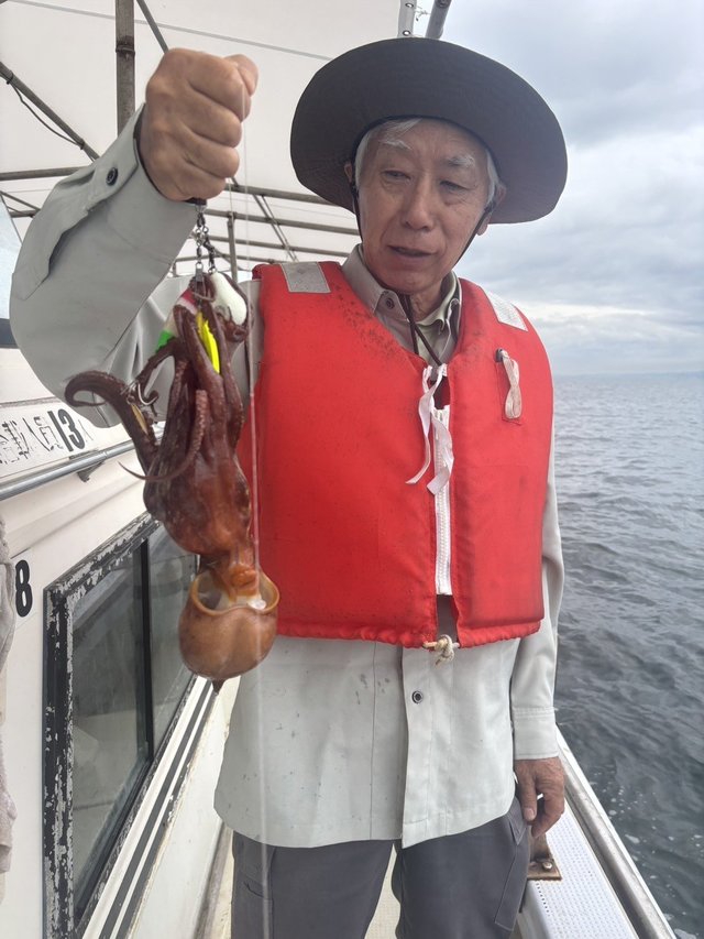 マダコ