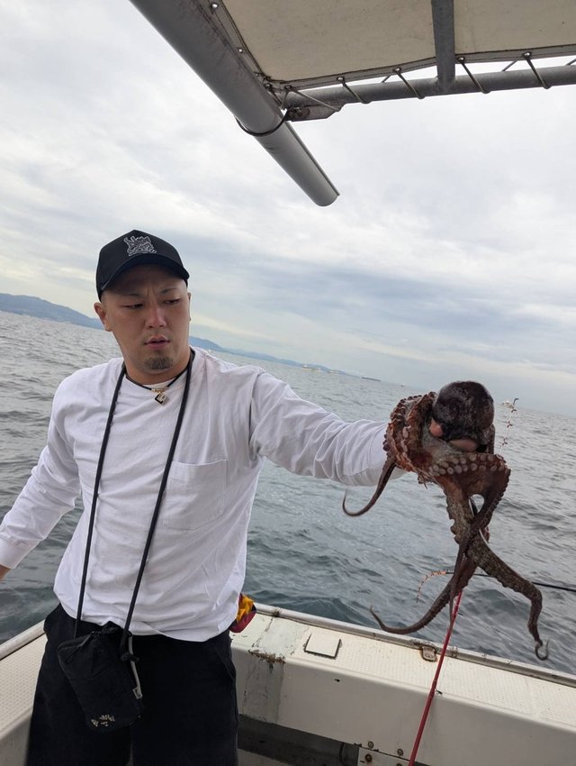 マダコ