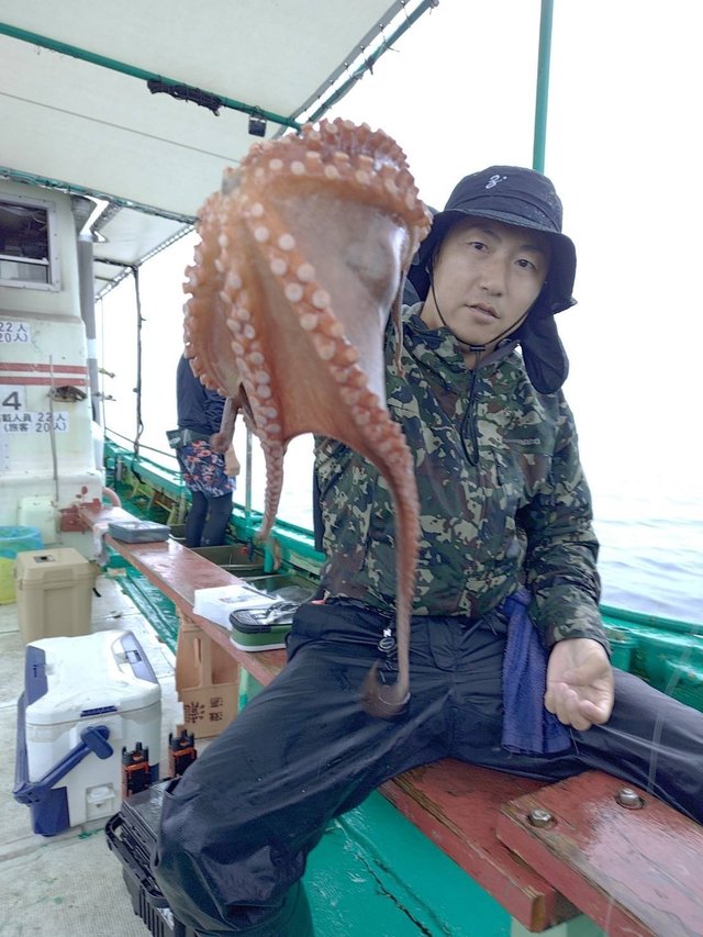 マダコ