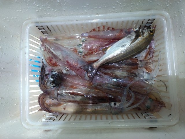 アジ(マアジ)・イカ(ケンサキイカ)