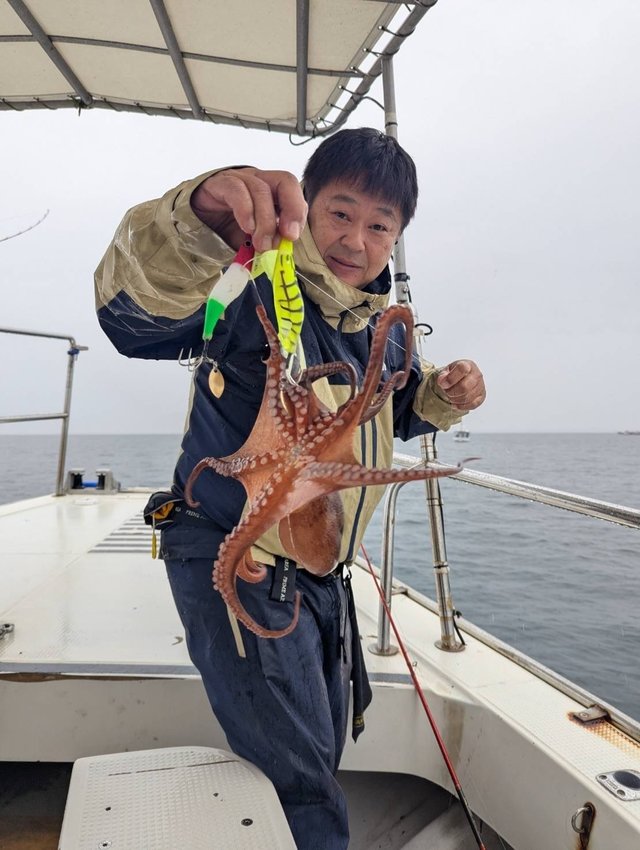 マダコ