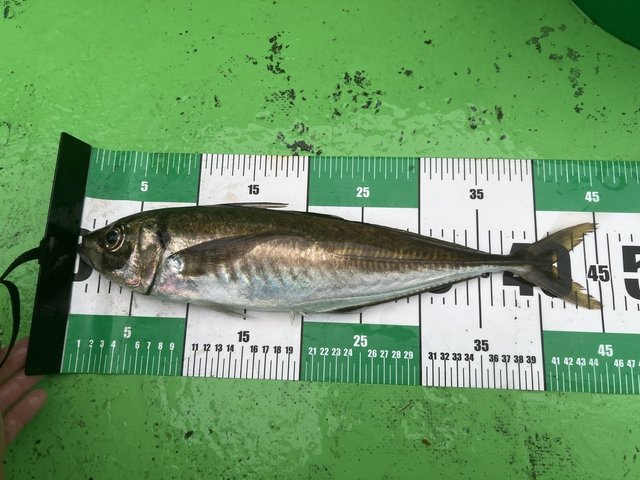 アジ(マアジ)