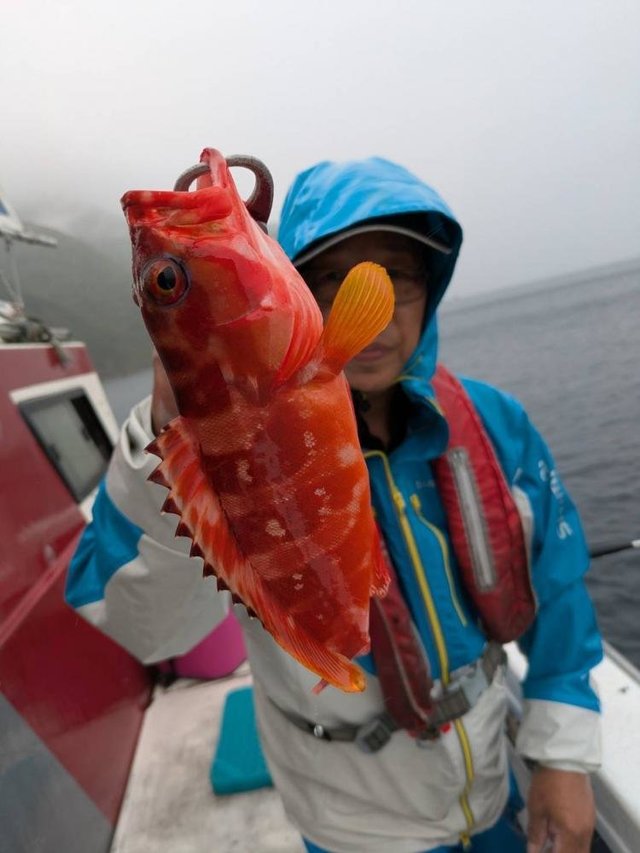 静岡県で釣れたオニカサゴの最新釣果、釣り情報【2026年7月】
