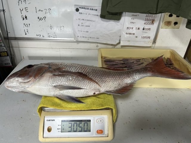 マダイ